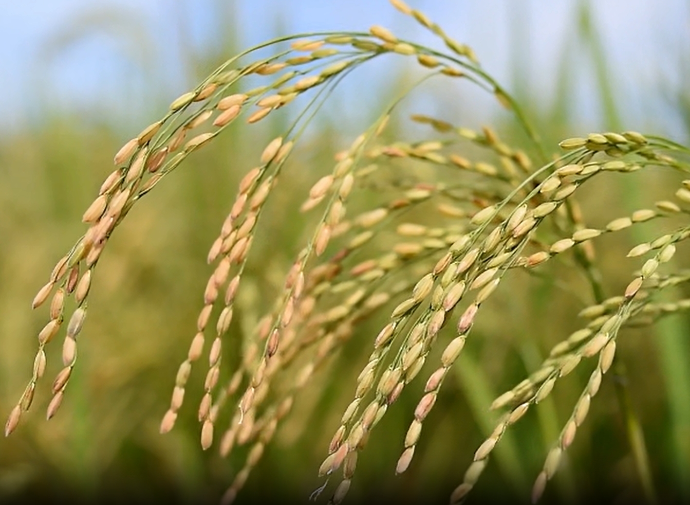 Composting Degradation